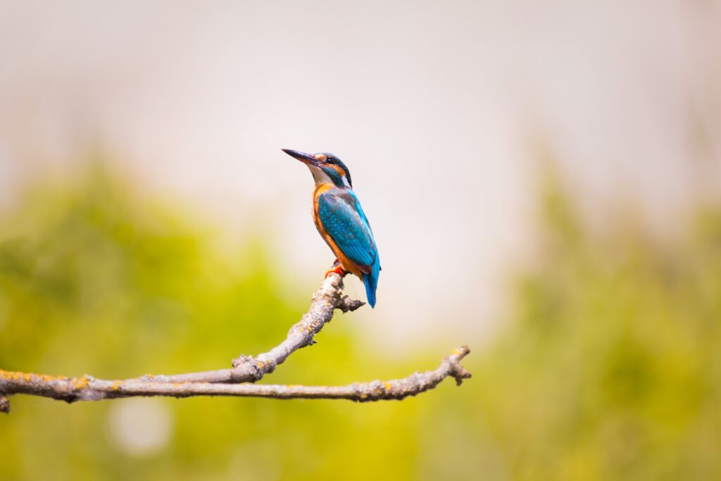 Yvette Heiser Texas - The Wonders Of Wildlife Photography, A Look At Different Styles And Approaches